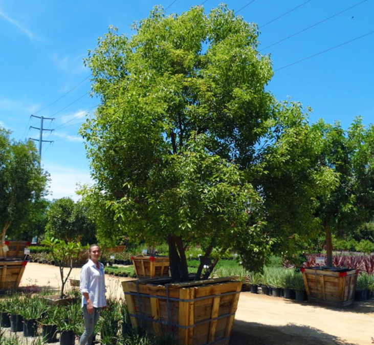 5 Evergreen Trees for Front Yard Privacy in Texas